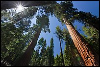 Sun and forest of Giant Sequoia trees. Yosemite National Park, California, USA.