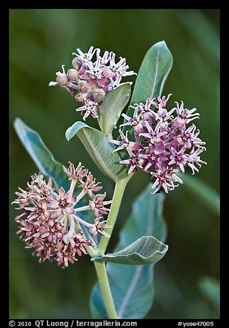 Showy Milkweed. Yosemite National Park, California, USA.