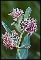 Showy Milkweed. Yosemite National Park ( color)