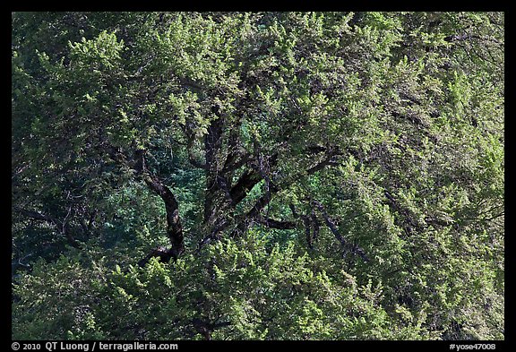 Elm Tree, summer. Yosemite National Park, California, USA.