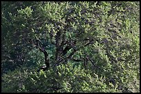 Elm Tree, summer. Yosemite National Park ( color)