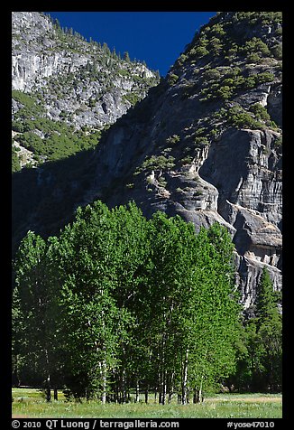 Aspens in Ahwanhee Meadow, summer. Yosemite National Park (color)