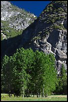 Aspens in Ahwanhee Meadow, summer. Yosemite National Park, California, USA. (color)