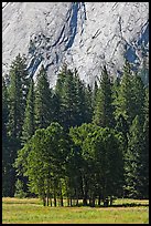 Aspen cluster and Glacier Point Apron, summer. Yosemite National Park ( color)