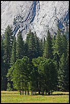 Aspen cluster and Glacier Point Apron, summer. Yosemite National Park, California, USA.