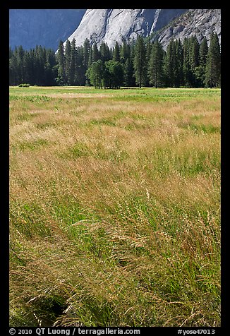 Summer grasses, Ahwanhee Meadow. Yosemite National Park, California, USA.