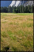 Summer grasses, Ahwanhee Meadow. Yosemite National Park, California, USA.