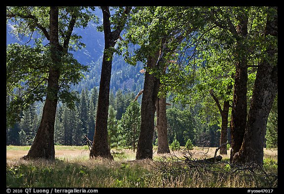 Black Oak Trees, El Capitan Meadow, summer. Yosemite National Park (color)