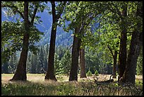 Black Oak Trees, El Capitan Meadow, summer. Yosemite National Park, California, USA. (color)