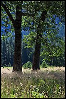 Black Oaks, El Capitan Meadow, summer. Yosemite National Park, California, USA.