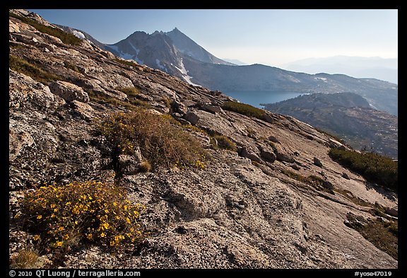 Rock slabs and flowers above Upper McCabe Lake. Yosemite National Park, California, USA.