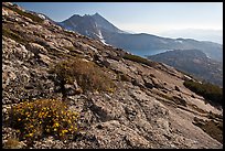 Rock slabs and flowers above Upper McCabe Lake. Yosemite National Park, California, USA. (color)