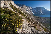 Wildflowers on slope, Upper McCabe Lake and Sheep Peak. Yosemite National Park, California, USA.