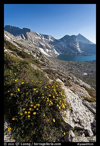 Wildflowers on slope, Sheep Peak and Upper McCabe Lake. Yosemite National Park, California, USA.