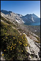 Wildflowers on slope, Sheep Peak and Upper McCabe Lake. Yosemite National Park, California, USA. (color)