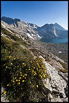 Wildflowers on slope, Sheep Peak and Upper McCabe Lake. Yosemite National Park, California, USA.