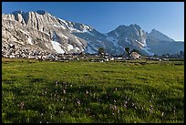 Meadow with summer flowers, North Peak crest. Yosemite National Park, California, USA. (color)