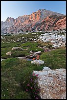 Wildflowers, meadow, and Shepherd Crest East at sunset. Yosemite National Park, California, USA. (color)