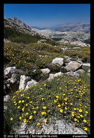 Wildflowers at McCabe Pass. Yosemite National Park, California, USA.