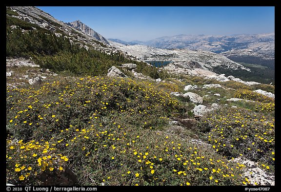 Summer alpine Wildflowers, McCabe Pass. Yosemite National Park, California, USA.