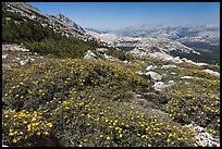 Summer alpine Wildflowers, McCabe Pass. Yosemite National Park, California, USA. (color)