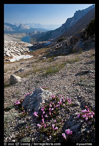 Alpine flowers on pass above Roosevelt Lake. Yosemite National Park, California, USA.
