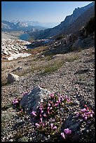 Alpine flowers on pass above Roosevelt Lake. Yosemite National Park, California, USA. (color)