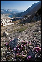 Alpine flowers on pass above Roosevelt Lake. Yosemite National Park, California, USA.