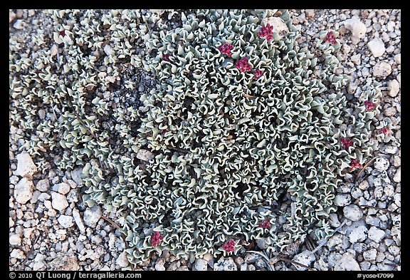 Tiny alpine plant close-up. Yosemite National Park (color)