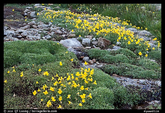 Alpine flowers and stream. Yosemite National Park, California, USA.