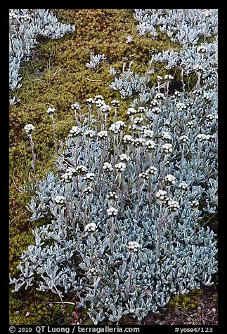 Close-up of alpine plants. Yosemite National Park (color)