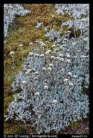 Close-up of alpine plants. Yosemite National Park, California, USA.