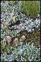 Close-up of alpine flowers. Yosemite National Park, California, USA. (color)