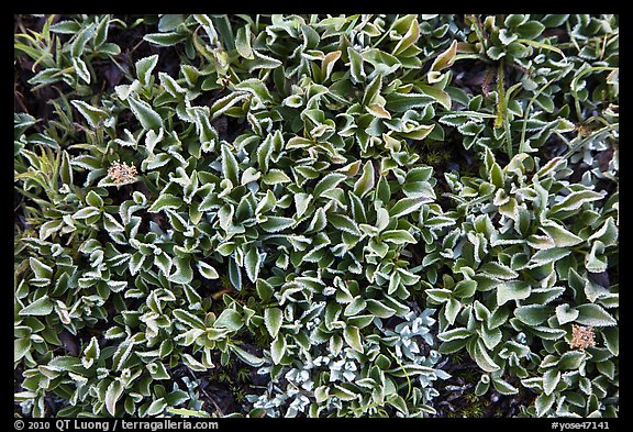 Close-up of alpine leaves. Yosemite National Park, California, USA.