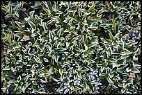 Close-up of alpine leaves. Yosemite National Park, California, USA.