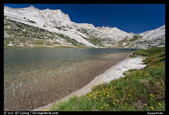 Sierra lakeshore with flowers and reflected mountain. Yosemite National Park (color)