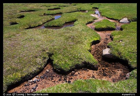 Meandering stream in grassy alpine meadow. Yosemite National Park (color)