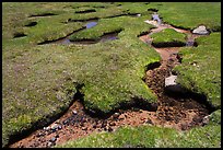 Meandering stream in grassy alpine meadow. Yosemite National Park, California, USA.