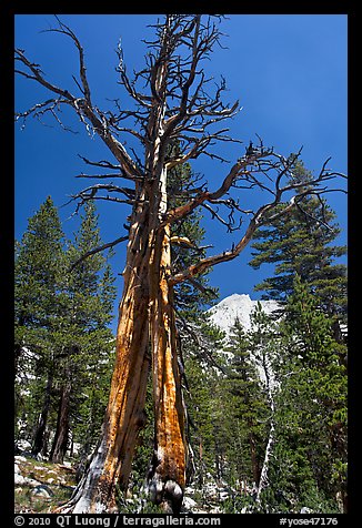 Standing pine skeleton. Yosemite National Park (color)