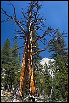 Standing pine skeleton. Yosemite National Park, California, USA.