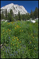 Flowers, forest, and peak. Yosemite National Park, California, USA.