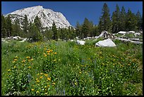 Flowers, pine trees, and mountain. Yosemite National Park, California, USA.