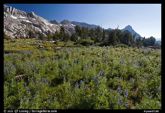 Lupine below Ragged Peak range. Yosemite National Park (color)