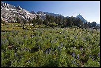 Lupine below Ragged Peak range. Yosemite National Park, California, USA. (color)