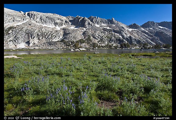 Lupine and Upper Young Lake. Yosemite National Park, California, USA.