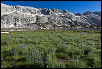 Lupine and Upper Young Lake. Yosemite National Park, California, USA. (color)