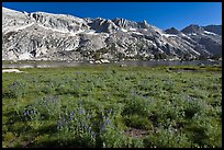 Lupine and Upper Young Lake. Yosemite National Park, California, USA.