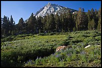 Sub-alpine scenery with flowers, stream, forest, and peak. Yosemite National Park, California, USA.