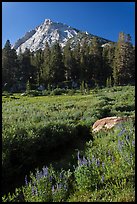 Sub-alpine landscape with stream, flowers, trees and mountain. Yosemite National Park, California, USA.