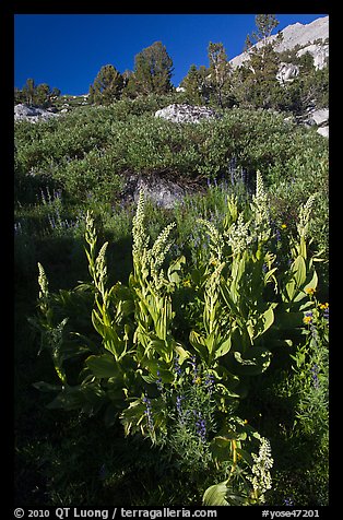 Corn Lilly in bloom. Yosemite National Park (color)